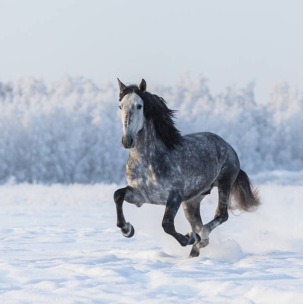 istock Purebred horse galloping across a winter snowy meadow 511032300
