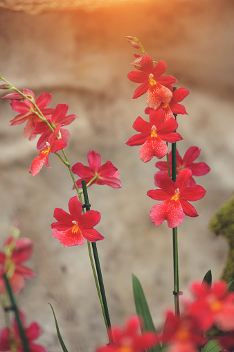 Beautiful red Cambria orchid