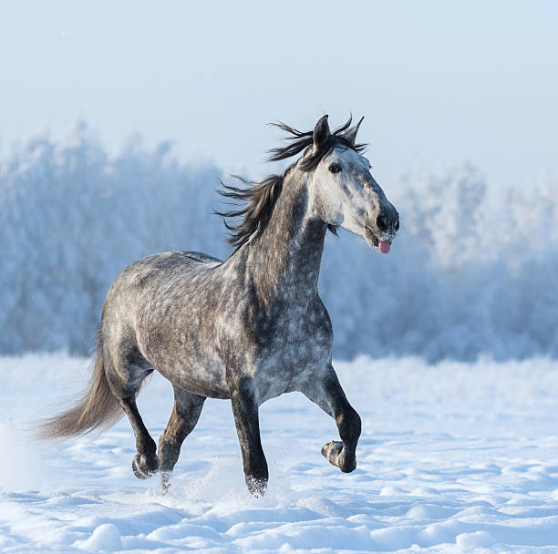 istock Funny grey horse puts out tongue 511032380