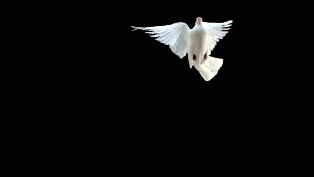 Dove flying on black background