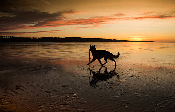 istock dog silhouette at sunrise 511050924