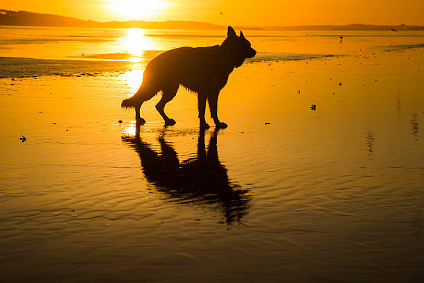 istock dog silhouette at sunrise 511050930