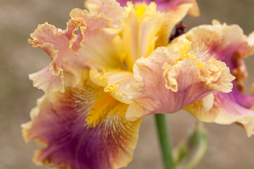 Macro shot of iris flower in a garden.