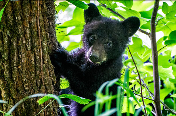 Bear Cub Climbing Tree A black bear cub climbs a tree with his mom watching from below.  Cades Cove section of the Great Smoky Mountains National Park.  Note: Low-light levels and backlighting made high ISO settings necessary.  Some noise, especially in shadow areas. black bear cub stock pictures, royalty-free photos & images