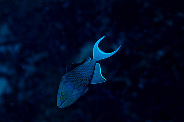 Red-toothed triggerfish Indian Ocean Redtooth Triggerfish, Indian Ocean, Diving, Underwater odonus niger stock pictures, royalty-free photos & images