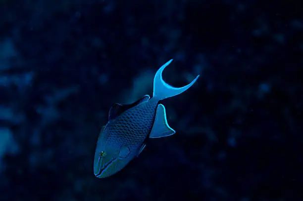 Redtooth Triggerfish, Indian Ocean, Diving, Underwater