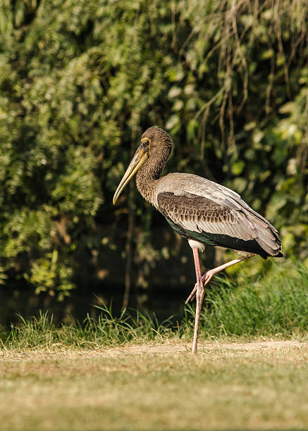 Painted Stork stock photo