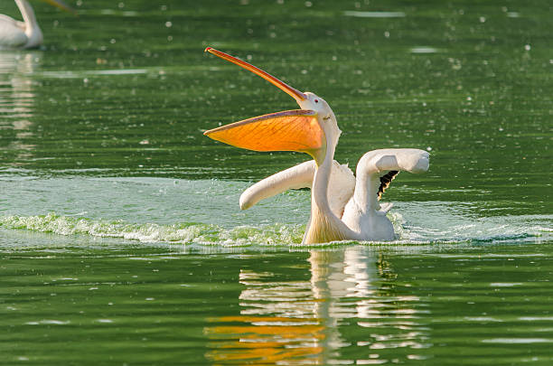 pelican stock photo