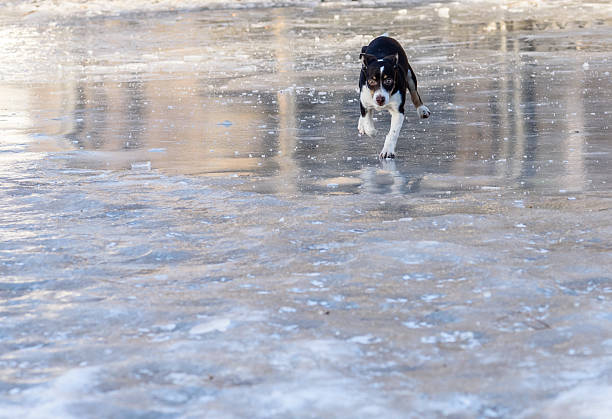 Dog playing and running on ice field