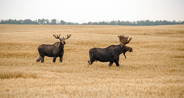 istock Two bull moose in a barely field in the autumn 511055844