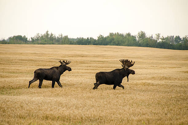 istock Two bull moose in a barely field in the autumn 511055938