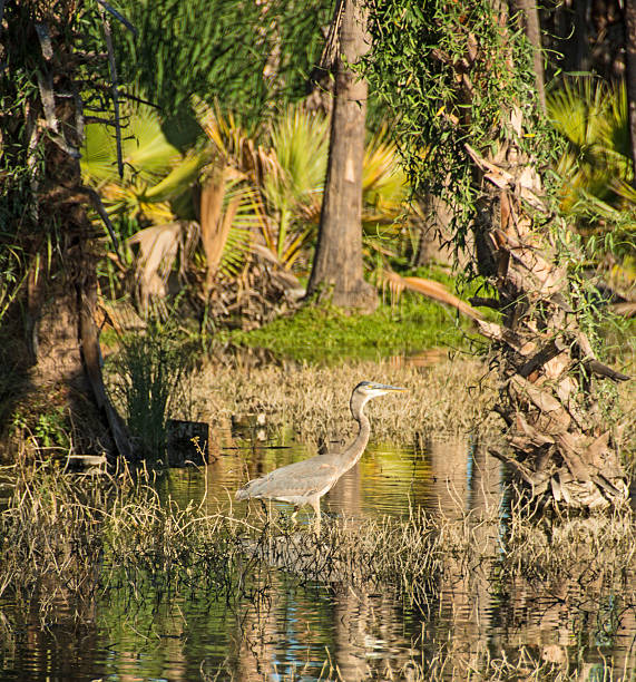 Great Blue Heron (Ardea herodias) in Everglades National Park, Florida, Southern USA