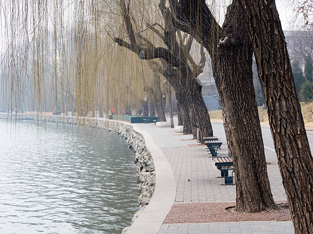 istock Willow trees on the lakeside in Beihai park 511056678