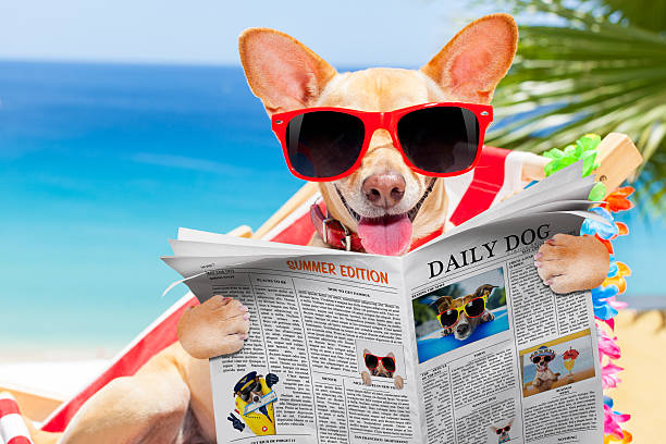 istock dog on hammock in summer 511057208