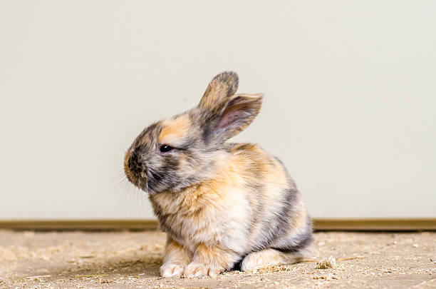 istock Young Flemish giant 511057856