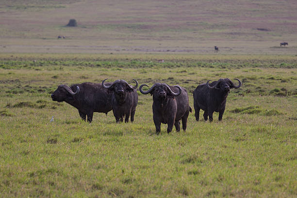 grupo de búfalo assiste-out - cattle drive - fotografias e filmes do acervo