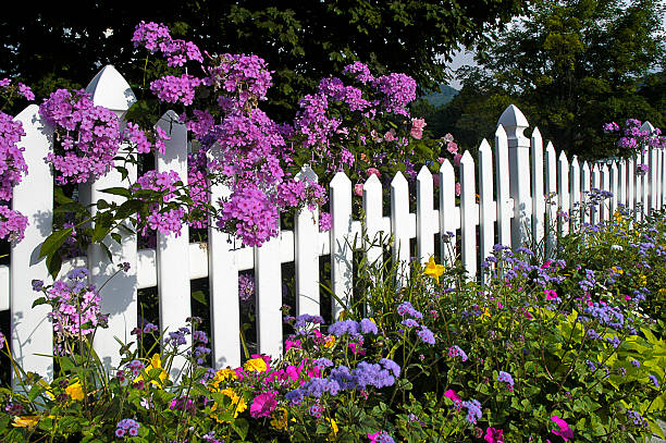 White Picket Fence with Phlox and Wildflowers This white picket fence is covered with pink phlox in full bloom. The American dream of a house with a white, picket fence is shown in this iconic image. Taken with a slow shutter speed so that some of the phlox is blurred as it is blowing in the wind. Perfect image for any Spring or Summer project. picket fence stock pictures, royalty-free photos & images