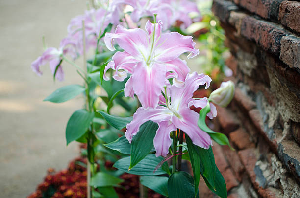 istock beauty pink lilly.lilly flower. 511058788