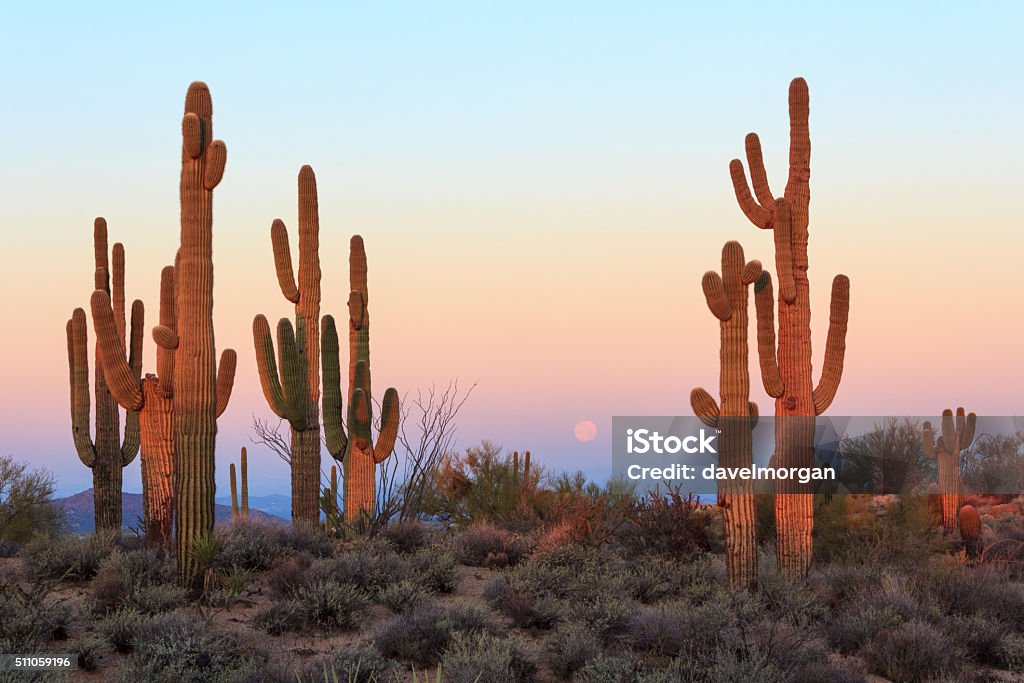 Gruppo di cactus Saguaro all'alba - Foto stock royalty-free di Arizona