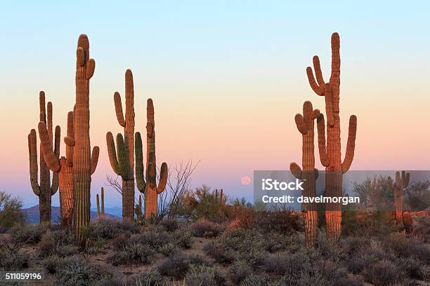 Gruppo Di Cactus Saguaro Allalba - Fotografie stock e altre immagini di Arizona - Arizona, Deserto, Cactus