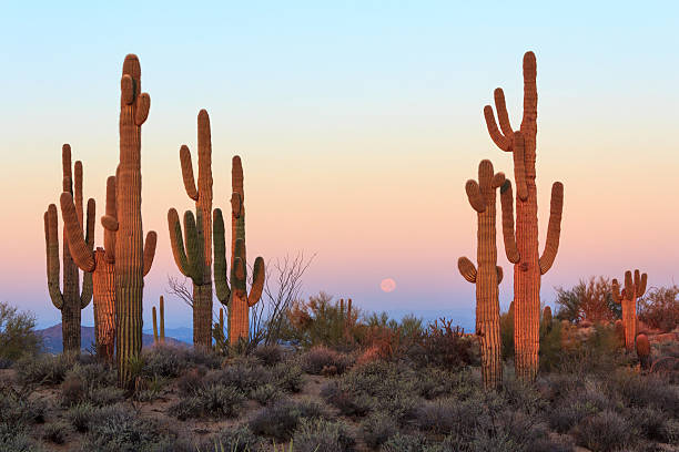 Group of saguaro cacti at sunrise Saguaro cacti at sunrise, with the setting moon in the distance, in the Sonoran Desert near Scottsdale, Arizona saguaro cactus stock pictures, royalty-free photos & images
