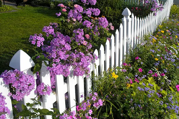 This white picket fence is covered with pink phlox in full bloom. The American dream of a house with a white, picket fence is shown in this iconic image. Taken with a slow shutter speed so that some of the phlox is blurred as it is blowing in the wind. Perfect image for any Spring or Summer project.