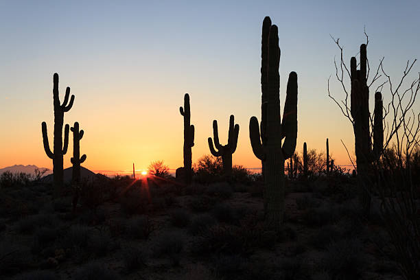 istock Saguaro cacti at sunrise 511059444
