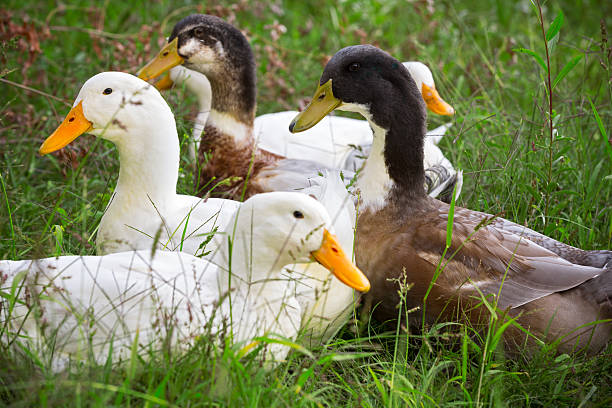 istock Flock of white and brown geese 511059465