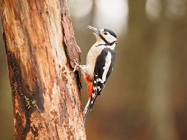 Great Spotted Woodpecker - Male. stock photo