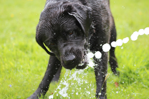 black dog playing with a hosepipe
