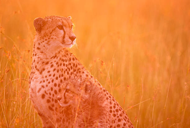 istock Cheetah and cub at dawn 511060158