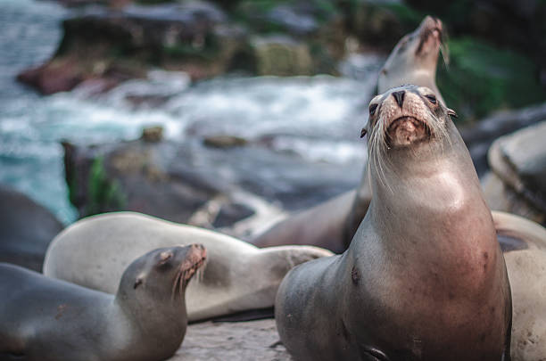 istock Seals Posing, La Jolla, California 511060382