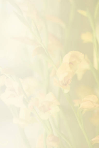 istock Flower soft focus for nature background. 511060735