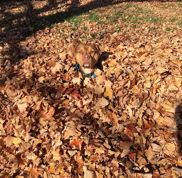 istock Dog in Pile of Leaves 511060874