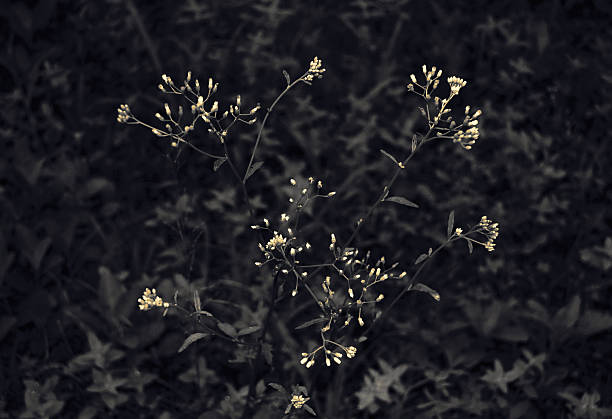 istock Wild flowers  nature background 511061711