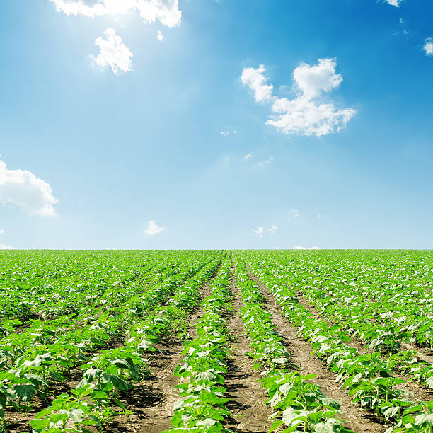 istock field with green sunflowers and blue sky 511061953