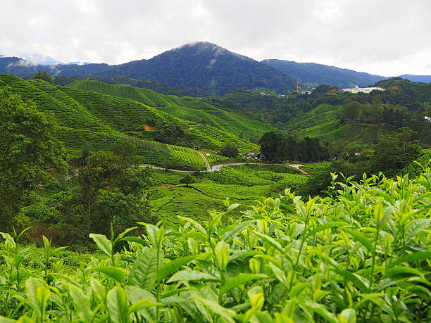 istock View from the tea plants of the cameron highlands 511061962