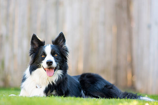 happy dog happy doggy border collie stock pictures, royalty-free photos & images