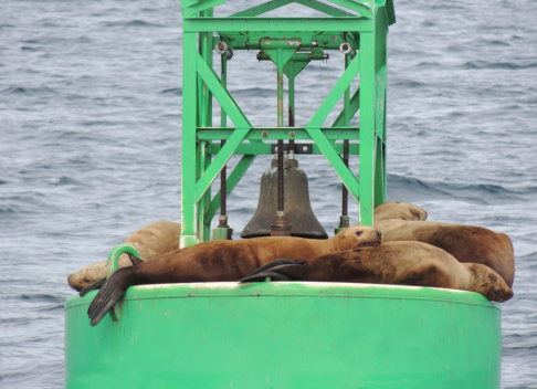 Steller's Sea Lions haul out on a bouy in Endicott Arm, Southeast Alaska's Alexander Archipelago.