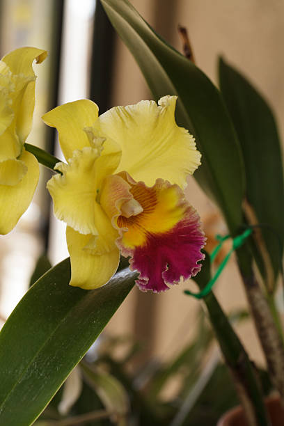 istock Cattleya orchid flower blooms 511062954