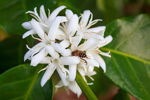 istock Coffee tree blossom with white color flower 511063284