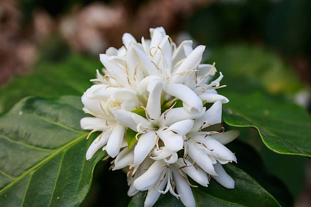 istock Coffee tree blossom with white color flower 511063308