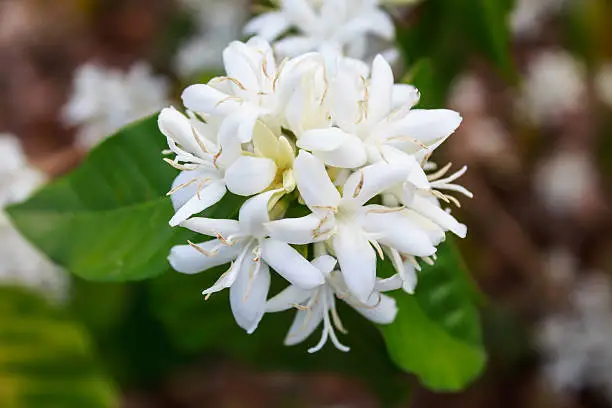 Photo of Coffee tree blossom with white color flower