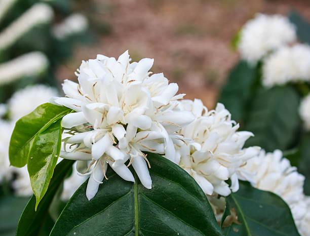 istock Coffee tree blossom with white color flower 511063356