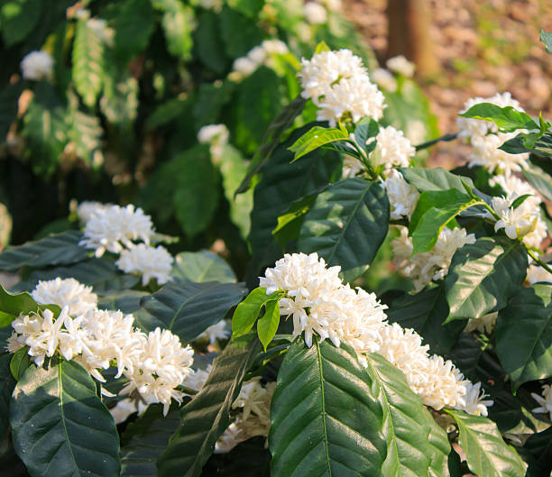 istock Coffee tree blossom with white color flower 511063388