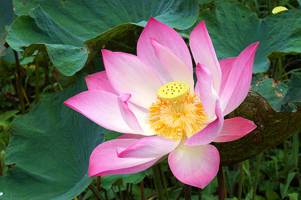 istock pink lotus flower in blooming 511063499
