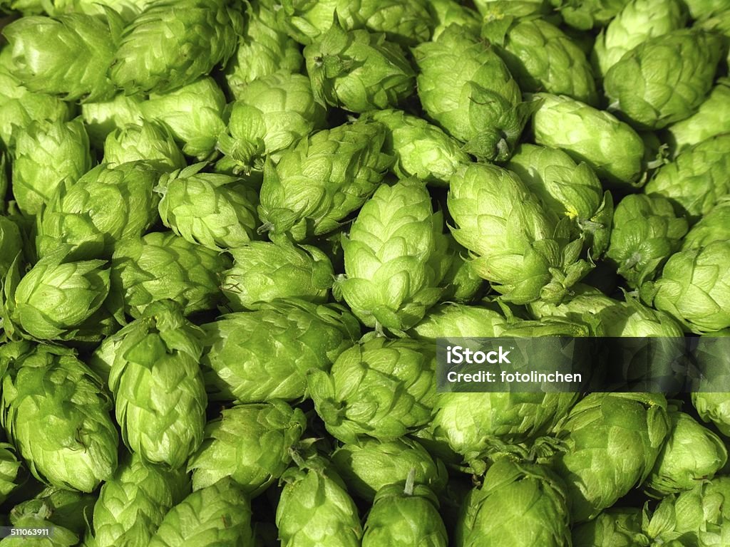 Green hops - Humulus lupulus Green hops - Humulus lupulus  Hops Crop Stock Photo