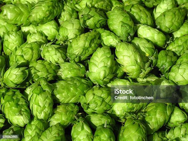 Green Hops Humulus Lupulus Stock Photo - Download Image Now - Hops Crop, Agriculture, Autumn