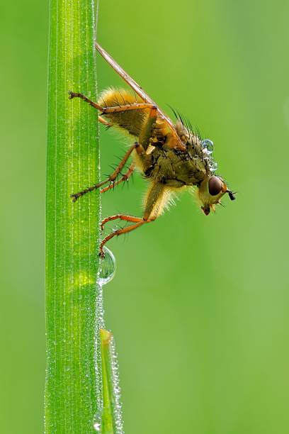 scatophaga stercoraria