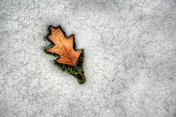 istock leaf outlned in melting snow 511063991